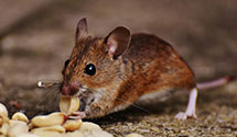 24 Hour & Emergency Exterminators in Allenville, IL